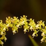 Epidendrum cylindrostachys orchidee met witte bloemen en groene stengels.