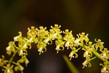 Epidendrum cylindrostachys orchidee met witte bloemen en groene stengels.