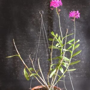 Een volwassen Epidendrum subg. Amphiglottium plant met groene bladeren en bloemen.