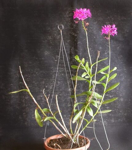 Een volwassen Epidendrum subg. Amphiglottium plant met groene bladeren en bloemen.