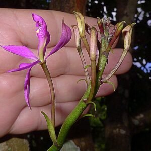 Epidendrum flexuosum orchideebloem in volle bloei tegen groene bladerenachtergrond.