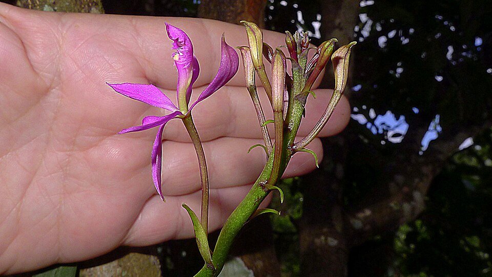 Epidendrum flexuosum orchideebloem in volle bloei tegen groene bladerenachtergrond.