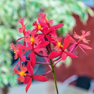 Helderrode Epidendrum ibaguense orchidee bloem met groene bladeren op neutrale achtergrond.