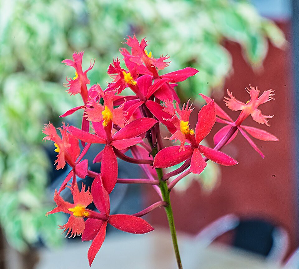 Helderrode Epidendrum ibaguense orchidee bloem met groene bladeren op neutrale achtergrond.