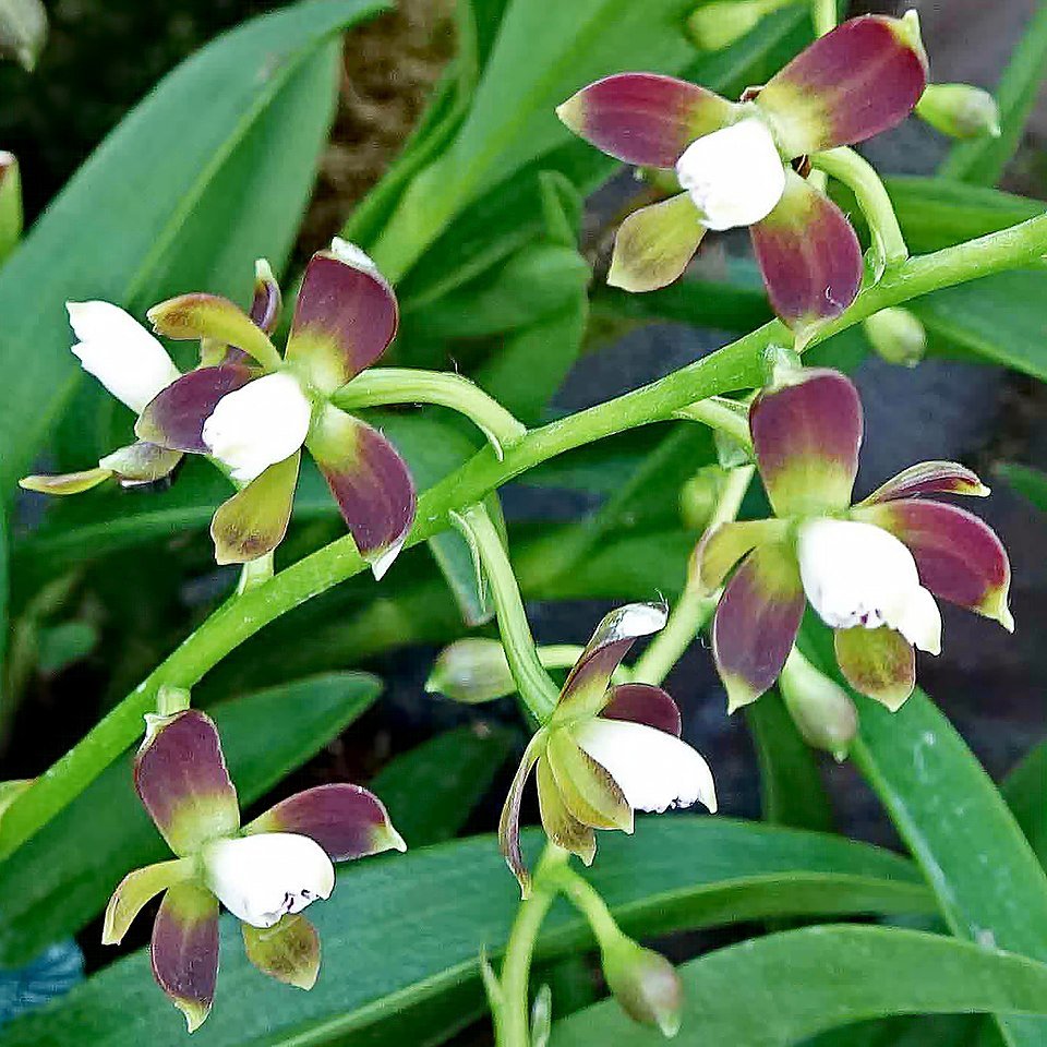 Epidendrum mancum orchidee in volle bloei in Gardens by the Bay in Singapore.