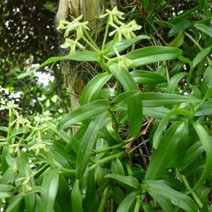 Epidendrum rigidum orchidee met paarse bloemtrossen op groene achtergrond.