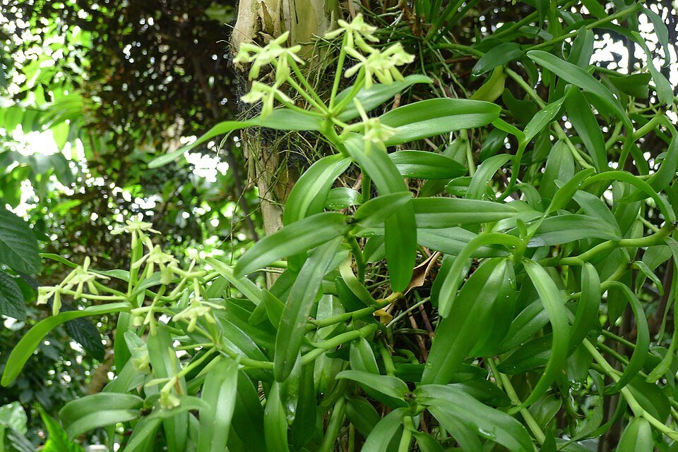Epidendrum rigidum orchidee met paarse bloemtrossen op groene achtergrond.