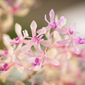 Epidendrum rondoniense orchidee met witte en roze bloembladeren op een groene steel.