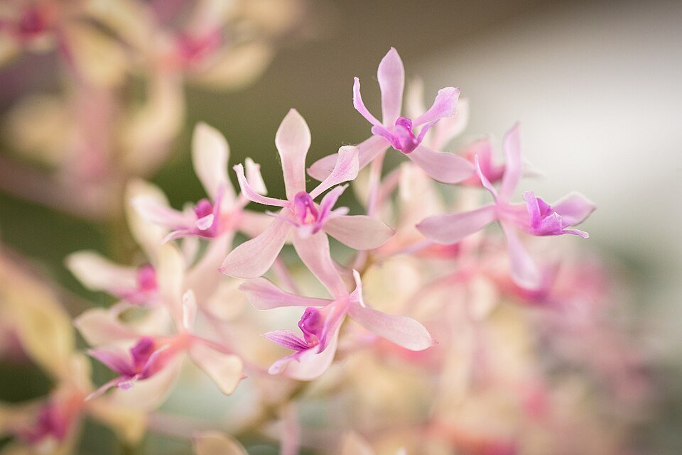 Epidendrum rondoniense orchidee met witte en roze bloembladeren op een groene steel.