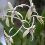 Drie delicate witte bloemen van de Dendrobium triflorum-orchidee met groene bladeren.