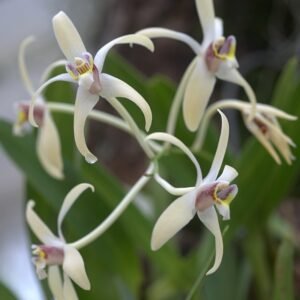 Drie delicate witte bloemen van de Dendrobium triflorum-orchidee met groene bladeren.