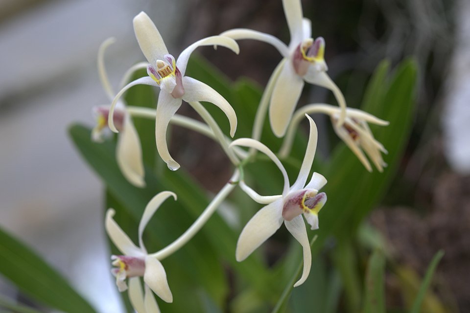Drie delicate witte bloemen van de Dendrobium triflorum-orchidee met groene bladeren.