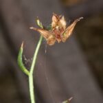 Epipactis gigantea orchidee met gele bloemen en groene bladeren.