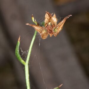 Epipactis gigantea orchidee met gele bloemen en groene bladeren.