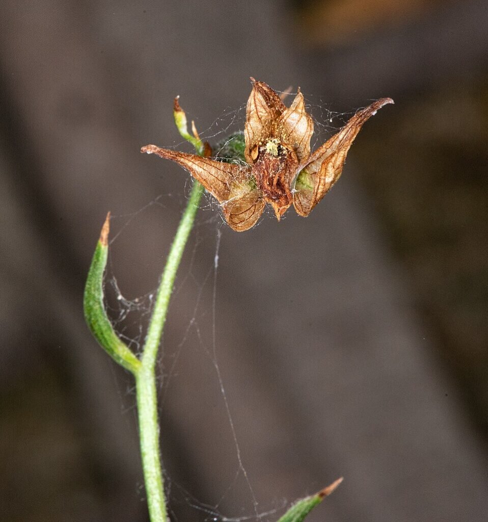 Epipactis gigantea orchidee met gele bloemen en groene bladeren.