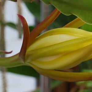 Epiphyllum laui bloem in wit en roze, opengaand.