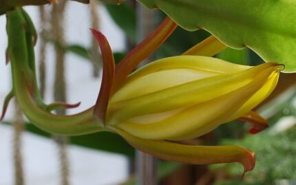 Epiphyllum laui bloem in wit en roze, opengaand.