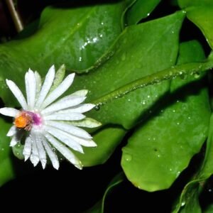Epiphyllum baueri cactus bloeit met levendige roze bloemen tegen donkergroene bladeren.