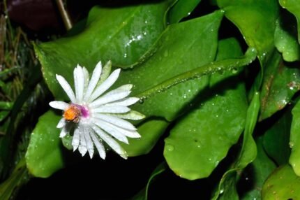 Epiphyllum baueri cactus bloeit met levendige roze bloemen tegen donkergroene bladeren.