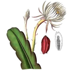 Epiphyllum hookeri cactus met levendige roze bloemen tegen een groene achtergrond.