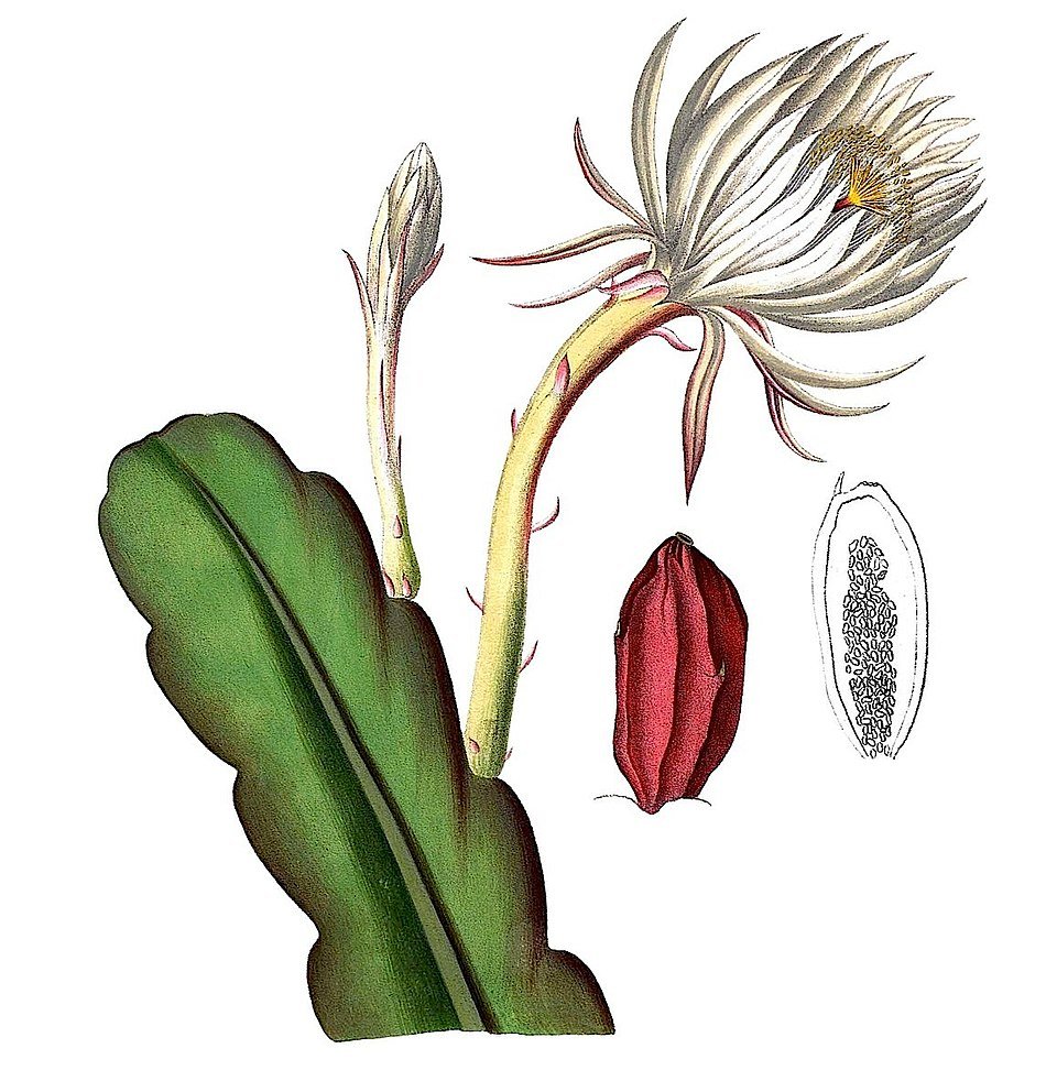 Epiphyllum hookeri cactus met levendige roze bloemen tegen een groene achtergrond.