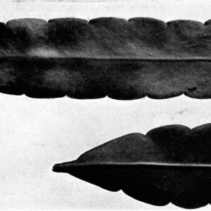 Epiphyllum thomasianum cactus bloeit met levendige roze en witte bloemen op groene bladeren.