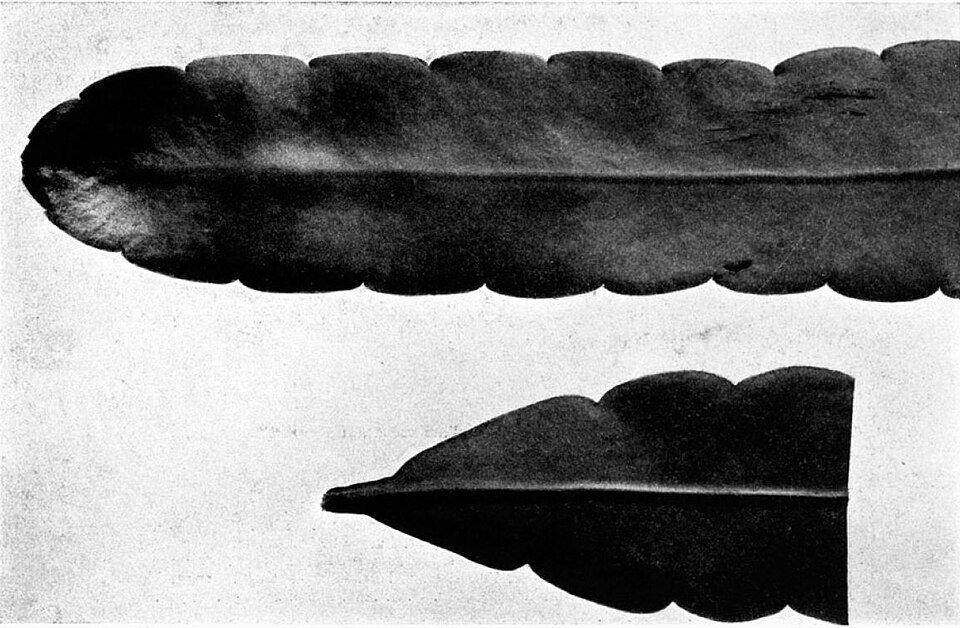 Epiphyllum thomasianum cactus bloeit met levendige roze en witte bloemen op groene bladeren.