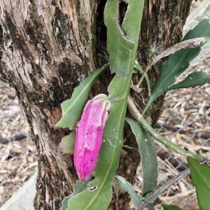 Epiphyllum phyllanthus plant met levendige roze en witte bloesems tegen groene bladeren.
