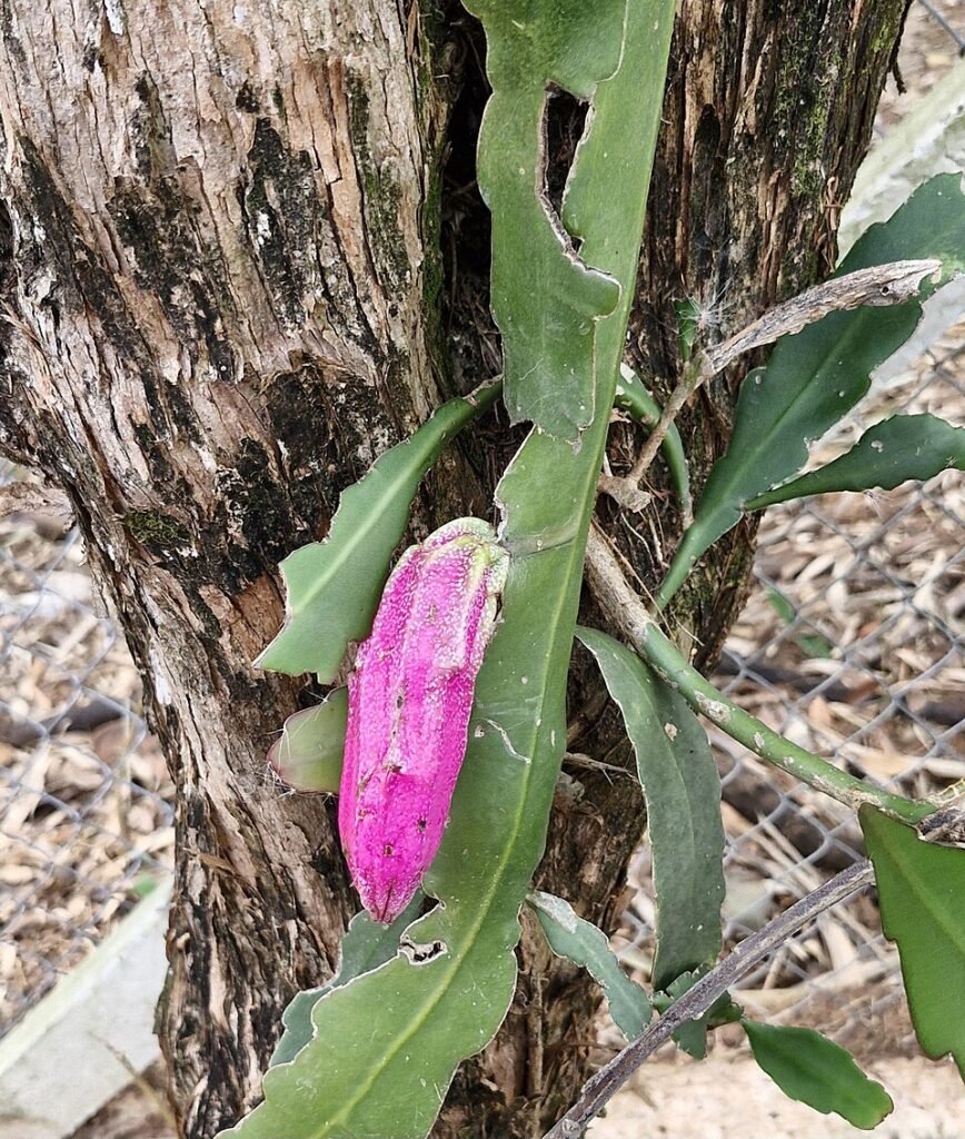 Epiphyllum phyllanthus plant met levendige roze en witte bloesems tegen groene bladeren.
