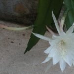 Bloeiende Epiphyllum pumilum cactus met roze bloemen en groene bladeren.