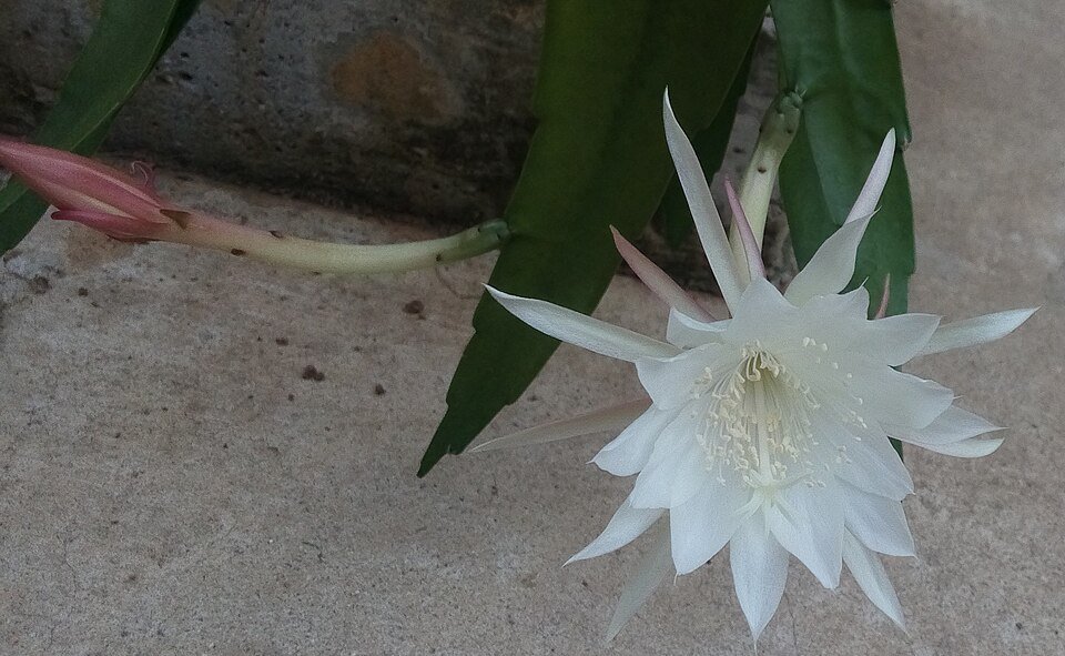 Bloeiende Epiphyllum pumilum cactus met roze bloemen en groene bladeren.