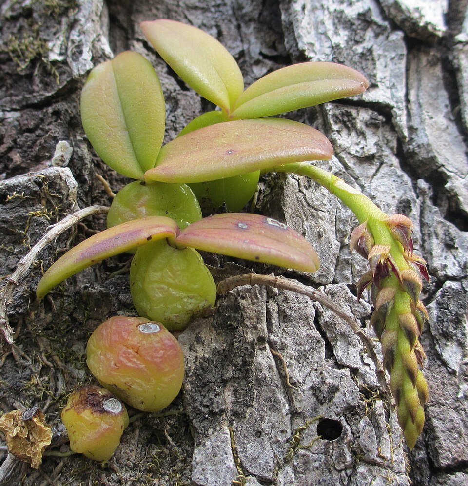 Bulbophyllum elliotii orchidee met gele bloemen op groene bladerachtergrond.