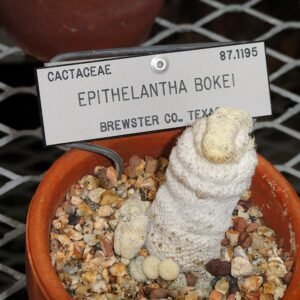 Epithelantha Bokei cactus met witte doornen en roze bloem in botanische tuin.
