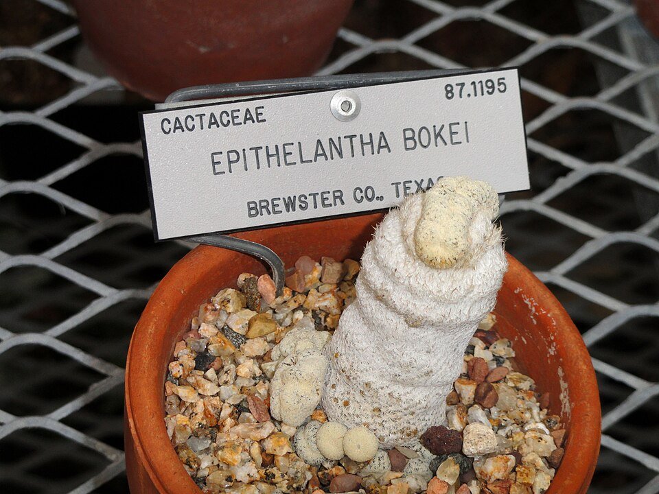 Epithelantha Bokei cactus met witte doornen en roze bloem in botanische tuin.