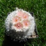 Epithelantha Micromeris cactus met witte bloemen op stenen ondergrond.