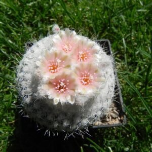 Epithelantha Micromeris cactus met witte bloemen op stenen ondergrond.