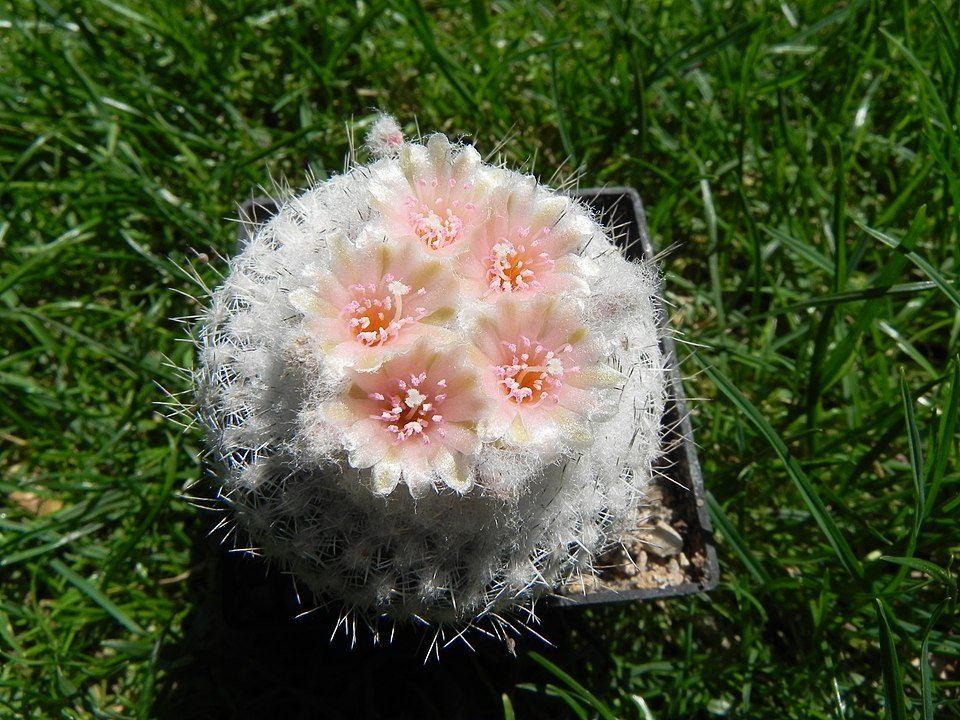 Epithelantha Micromeris cactus met witte bloemen op stenen ondergrond.