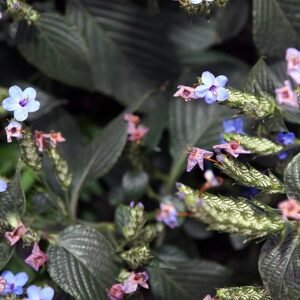 Eranthemum bloem in blauwe ster patroon op groene bladeren.