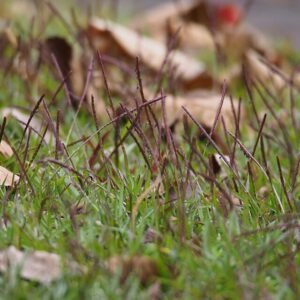 Green fine-leaved Eremochloa ophiuroides grass with flowering plumes.