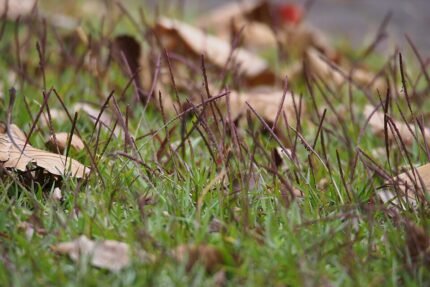 Green fine-leaved Eremochloa ophiuroides grass with flowering plumes.