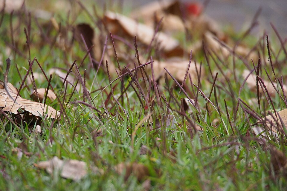 Green fine-leaved Eremochloa ophiuroides grass with flowering plumes.