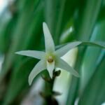 Purple Eriinae orchids on soft green background.