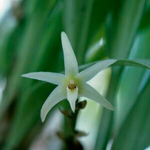 Purple Eriinae orchids on soft green background.