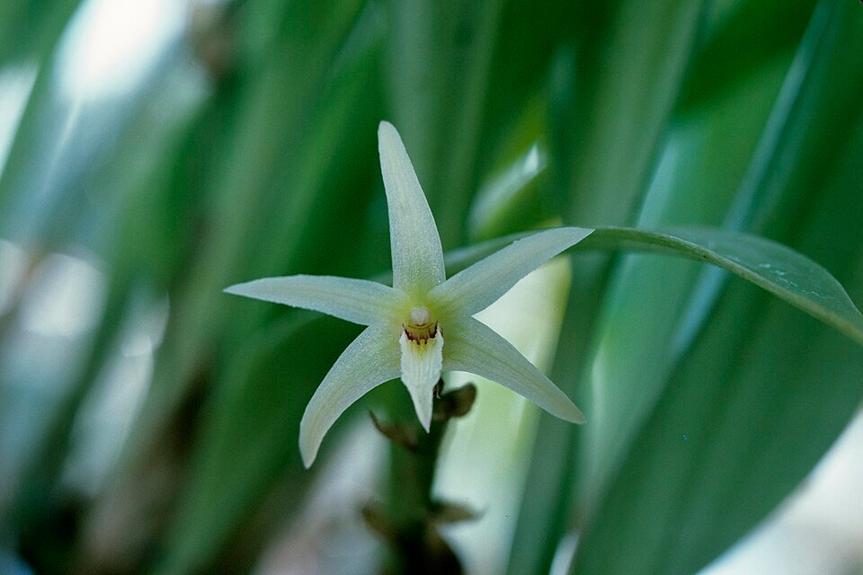 Purple Eriinae orchids on soft green background.