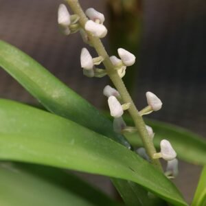 Witte Pinalia multiflora orchidee met groene bladeren op neutrale achtergrond.