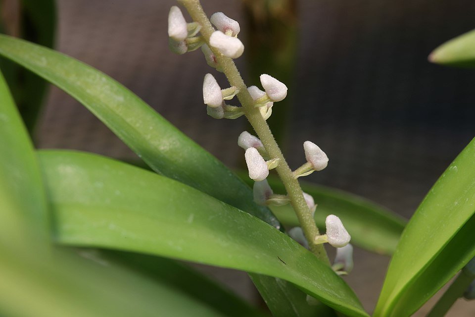 Witte Pinalia multiflora orchidee met groene bladeren op neutrale achtergrond.