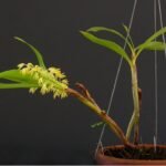 Bloeiende witte Pinalia ovata orchidee op houten achtergrond.