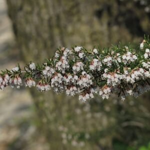 Erica arborea plant met groenblijvende naaldachtige bladeren en witte bloemen.