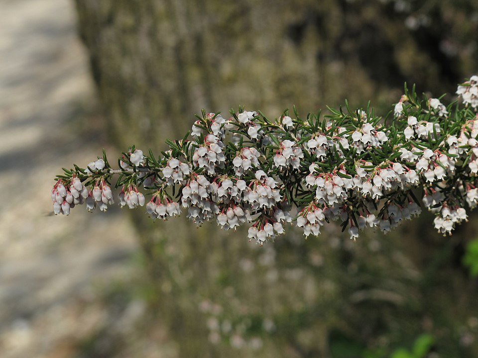 Erica arborea plant met groenblijvende naaldachtige bladeren en witte bloemen.