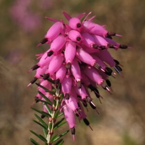 Bloeiende Erica winterheideplant in zachte roze kleur.